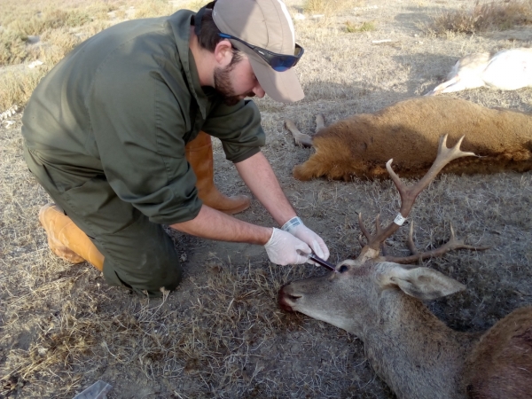 Un investigador extrae una muestra de sangre de un ciervo. 