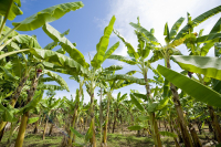 Las plantaciones de banano son una de las más afectadas por el fusarium oxysporum