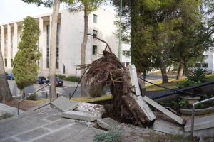 Uno de los árboles caídos en el Campus de Rabanales ha levantado parte del pavimento.