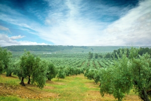 Imagen de archivo de un campo de olivos.