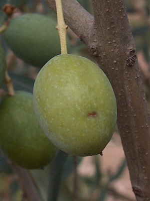 Olivo afectado por la mosca del olivo (bactrocera oleae) (Imagen de archivo)