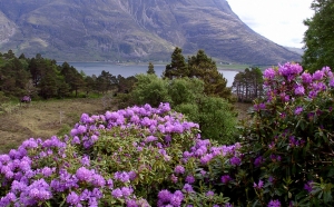 Imagen de Rhododendron ponticum, ejemplo de planta ornamental invasora.