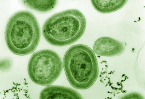 Cianobacterias marinas del género Prochlorococcus. / Chisholm Lab