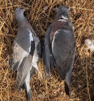 Imagen de dos ejemplares de paloma torcaz analizadas por el grupo de investigación.