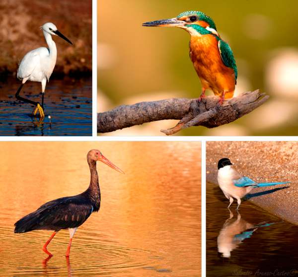 Diferentes especies de aves. Fotos de Salvador Arenas-Castro