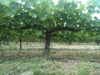 Descubren los efectos beneficiosos para la salud del vino dulce de Montilla-Moriles