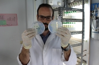 El investigador Emanuel Sanz Luque coteja dos placas de Petri con muestras de 'Chlamydomonas reinhardtii'.