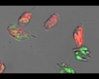 Imagen de un hongo siendo fagocitado por macrófagos
