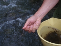 La Universidad de Córdoba contribuye a la recuperación de la anguila a través de un proyecto europeo