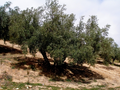 La verticillium amenaza desde hace años al olivar andaluz