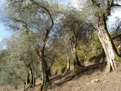 Imagen de las nuevas variedades de olivo gallegas catalogadas.