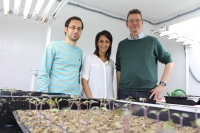 David Turrà, Mennat el Ghadid y Antonio Di Pietro, genetistas de la Universidad de Córdoba, frente a plantas de tomate con las que investigan los mecanismos de colonización del hongo 'Fusarium oxysporium'.