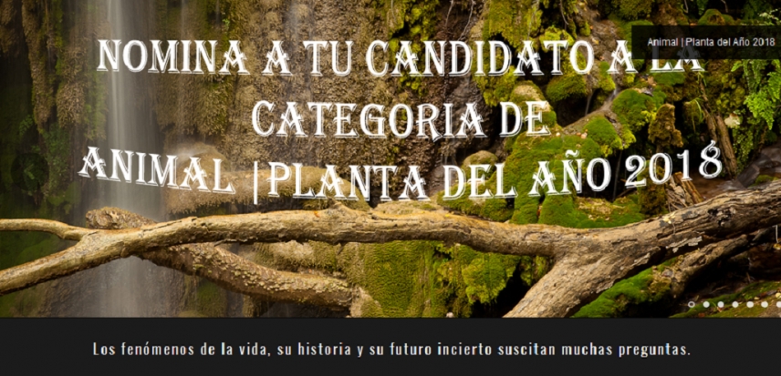 La UCO presenta las especies Ibis eremita y Siempreviva gigante de La  Gomera al certamen Animal |Planta