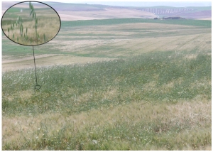 Imagen del campo de trigo analizado por el grupo de investigación.